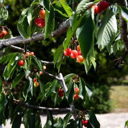 Frühstückspension Panacea Santa Cesarea Terme