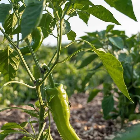 住宿加早餐酒店 Panacea 4*