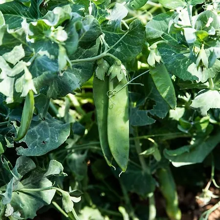 Panacea 住宿加早餐酒店 圣凯撒利亚温泉