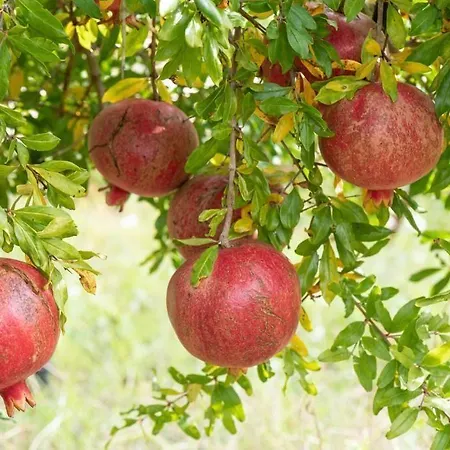 Panacea Bed and Breakfast